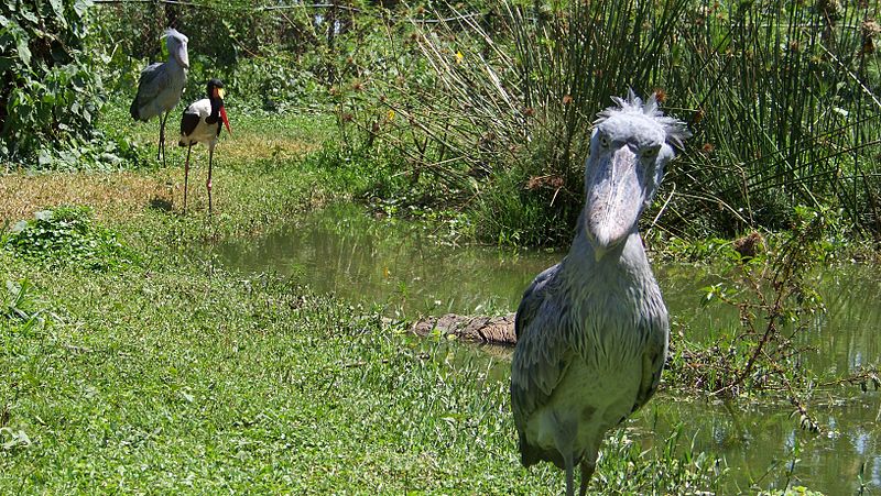 Schuhschnabeöstorch (c) Albert Backer Schuhschnabeöstorch (c) Albert Backer